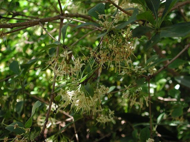 Pavetta gardenifolia (3)